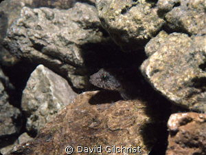 Peek a boo- Sculpin sp. Off Northpoint, Tobermory, Ontario by David Gilchrist 